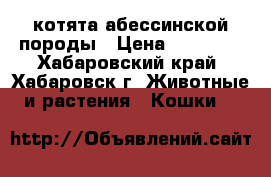 котята абессинской породы › Цена ­ 20 000 - Хабаровский край, Хабаровск г. Животные и растения » Кошки   